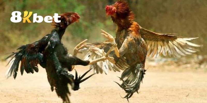 Các ưu điểm nổi bật của sảnh đá gà 8KBET đỉnh cao